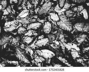 Distressed overlay wooden leaf macro texture with streaks. grunge black and white background. abstract halftone vector illustration