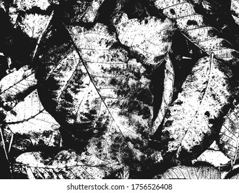Distressed overlay wooden leaf macro texture with streaks. grunge black and white background. abstract halftone vector illustration