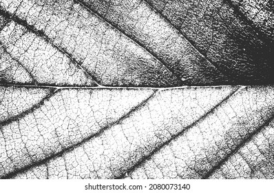 Distressed overlay wooden leaf macro texture with streaks. grunge black and white background. abstract halftone vector illustration