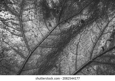 Distressed overlay wooden leaf macro texture with streaks. grunge black and white background. abstract halftone vector illustration