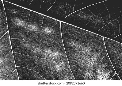 La textura macroscópica de hojas de madera con estrías. fondo negro y blanco grueso. ilustración abstracta de vector de medio tono