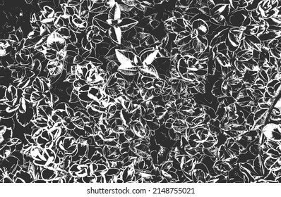 Distressed overlay wooden leaf macro texture with streaks. grunge black and white background. abstract halftone vector illustration