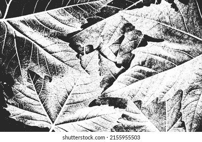 Distressed overlay wooden leaf macro texture with streaks. grunge black and white background. abstract halftone vector illustration