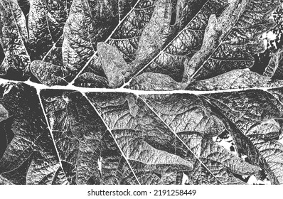 Distressed overlay wooden leaf macro texture with streaks. grunge black and white background. abstract halftone vector illustration