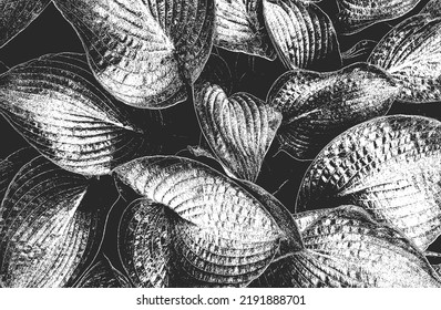 Distressed overlay wooden leaf macro texture with streaks. grunge black and white background. abstract halftone vector illustration