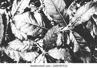 Distressed overlay wooden leaf macro texture with streaks. grunge black and white background. abstract halftone vector illustration