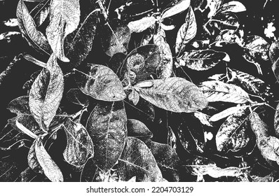 Distressed overlay wooden leaf macro texture with streaks. grunge black and white background. abstract halftone vector illustration