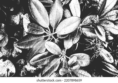 Distressed overlay wooden leaf macro texture with streaks. grunge black and white background. abstract halftone vector illustration