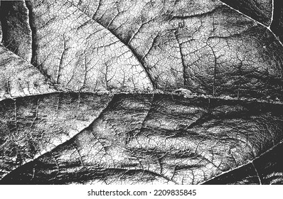 La textura macroscópica de hojas de madera con estrías. fondo negro y blanco grueso. ilustración abstracta de vector de medio tono