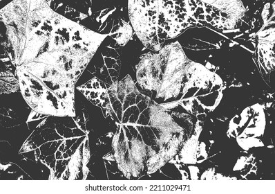 Distressed overlay wooden leaf macro texture with streaks. grunge black and white background. abstract halftone vector illustration