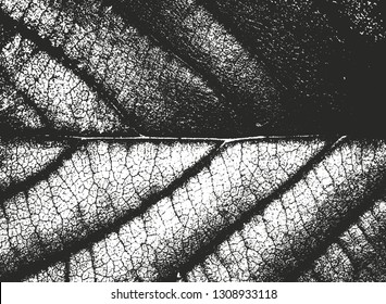 Distressed overlay wooden leaf texture, grunge background. abstract halftone vector illustration