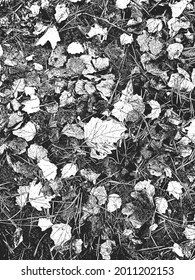 Distressed overlay wooden leaf texture with streaks. grunge black and white background. abstract halftone vector illustration