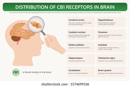 Distribution of CB1 Receptors in Brain horizontal textbook infographic illustration about cannabis as herbal alternative medicine and chemical therapy, healthcare and medical science vector.