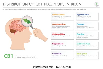 Distribution of CB1 Receptors in Brain horizontal business infographic illustration about cannabis as herbal alternative medicine and chemical therapy, healthcare and medical science vector.