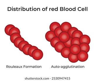 Distribution of Red Blood Cell Science Design Vector Illustration Diagram