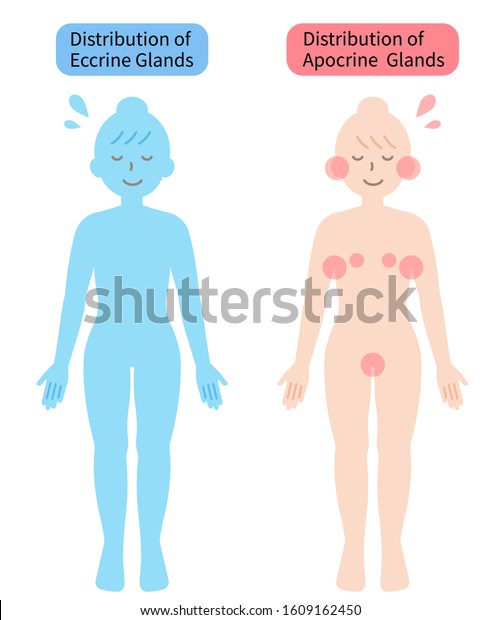 Distribution Sweat Glands Human Body Skin Stock Vector Royalty Free