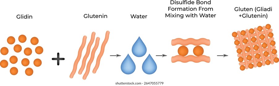 Disulfide Bond Formation From Mixing with Water Science Design Vector Illustration Diagram