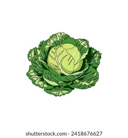 Dive into the world of fresh cabbage with our detailed vector illustration. Ideal for culinary blogs and nutrition-focused platforms, this illustration captures the essence of farm-fresh produce.