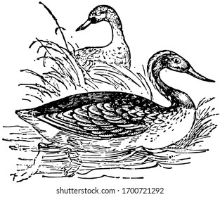 Diver is An Aquatic bird found in many parts of North America and northern Europe, vintage line drawing or engraving illustration.