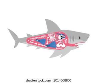Diver skeleton inside shark. Shark and diver. Marine predator ate frogman. diver's death