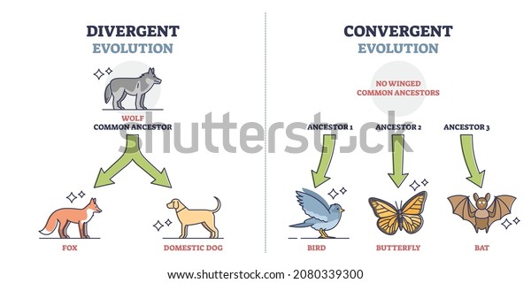 Divergent vs convergent evolution with\
ancestors development outline diagram. Labeled educational animal\
growth to different species vector illustration. Nature selection\
and biological\
progress.