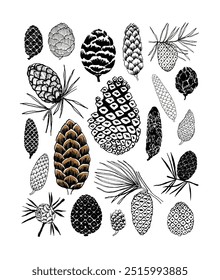 A diverse collection of detailed pine cones and twigs, intricately illustrated with textured patterns, in a mix of black, white, and earthy tones.