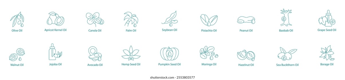 Diverse Health and Cooking Oils Vector Icon Set: Olive, Apricot Kernel, Canola, Palm, Soybean, Pistachio, Peanut, Baobab, Grape Seed, Walnut, Jojoba, Avocado, Hemp, Pumpkin, Moringa, Sea Buckthorn 