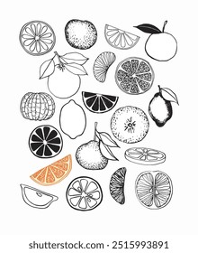 Diverse sketched citrus fruits, including detailed slices, whole shapes, and sections, in a playful and artistic pattern.