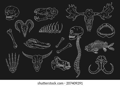 Diverse Skulls and Bones Set. Isolated on black background.