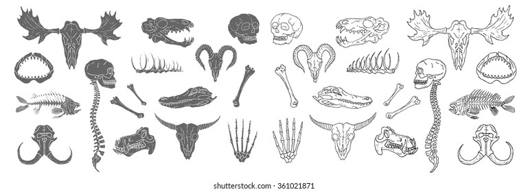 Diverse Skulls and Bones Set. Isolated on white background.