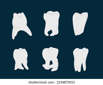 Diversity of molar teeth roots shapes.