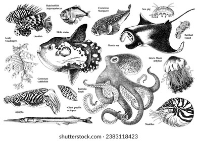 Diversity of sea life hand drawn set