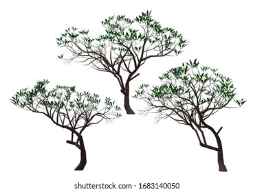 Diversity of trees set on white vector