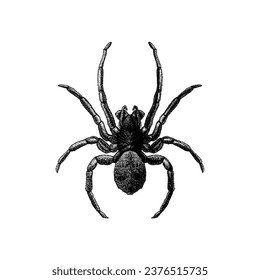 Diving Bell Spider hand drawing vector isolated on white background.