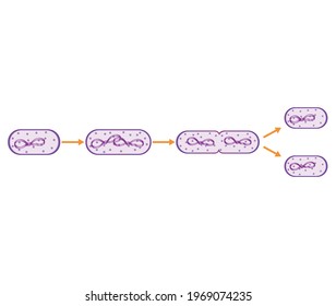 División del vector bacteriano. La reproducción de bacterias por división.