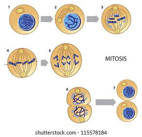 Division of bodily cells is called mitosis. svg