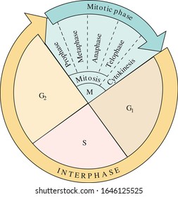 Division Cycle Of Eukaryotic Cell Divided Into Four Phases: G1, S, G2 And Mitosis. The Cell Cycle, Biology, Main Phases.