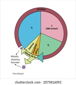 Division Cycle Of Eukaryotic Cell Divided Into Four Phases: G1, S, G2 And Mitosis. The Cell Cycle, Biology, Main Phases.