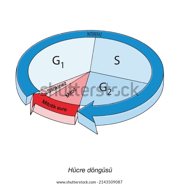 Division\
cycle of eukaryotic cell divided into four phases: G1, S, G2 and\
mitosis. The Cell Cycle, Biology, main\
phases.