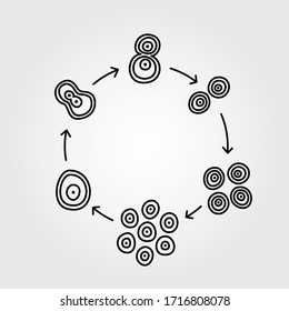 Сell division illustration. Separation, gynecology, biology, anatomy, embryonic, cell, fertility, physiology, reproduction, fertilization. Vector isolated graphic design elements and illustrations.