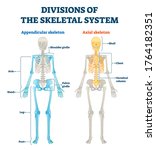 Divisions of appendicular and axial skeletal system labeled explanation. Anatomical human inside bone model scheme with comparing both internal examples. Medical description with structure diagram.