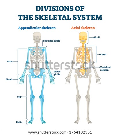 Divisions of appendicular and axial skeletal system labeled explanation. Anatomical human inside bone model scheme with comparing both internal examples. Medical description with structure diagram.