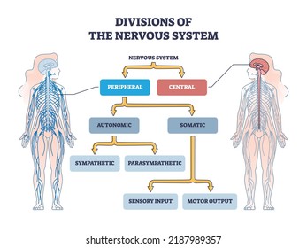 Divisions of peripheral and central nervous system anatomy outline diagram. Labeled educational scheme with autonomic and somatic or sympathetic and parasympathetic categories vector illustration. svg