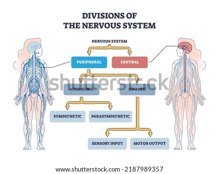 Divisions of peripheral and central nervous system anatomy outline diagram. Labeled educational scheme with autonomic and somatic or sympathetic and parasympathetic categories vector illustration.