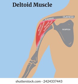 Dlitoid muscle. Medical poster with diagram and description. Torso with human bones on a blue background. Vector illustration.