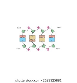 Diagrama de emparelhamento de base de DNA. Ilustração vetorial esquemática simples mostrando a estrutura de dupla hélice do DNA, pares de nucleotídeos complementares (A-T, G-C), espinha dorsal de açúcar-fosfato e direcionalidade de 5' a 3'.
