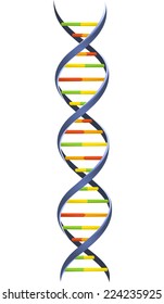 DNA Blood Chromosome Chain Helix Model Science Molecular Spiral Structure Vector Illustration.