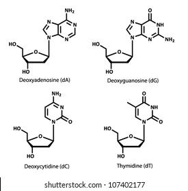 DNA building block structures (deoxynucleosides). Chemical structures of deoxyribonucleosides, the building blocks of DNA. Pictured are deoxyadenosine, deoxyguanosine, deoxycytidine and deoxythymidine