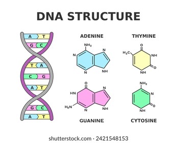 DNA chemical structure. Nucleobase pairs produced by eight nucleotides: adenine is joined to thymine and guanine is joined to cytosine. Building blocks of DNA are nucleotides. Vector illustration. 