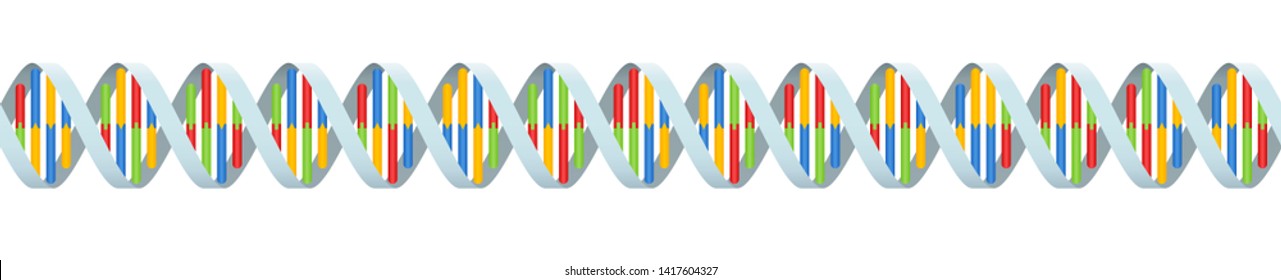 DNA coding strand with four colored base pairings. Seamless extendible double helix. Isolated vector illustration on white background.
